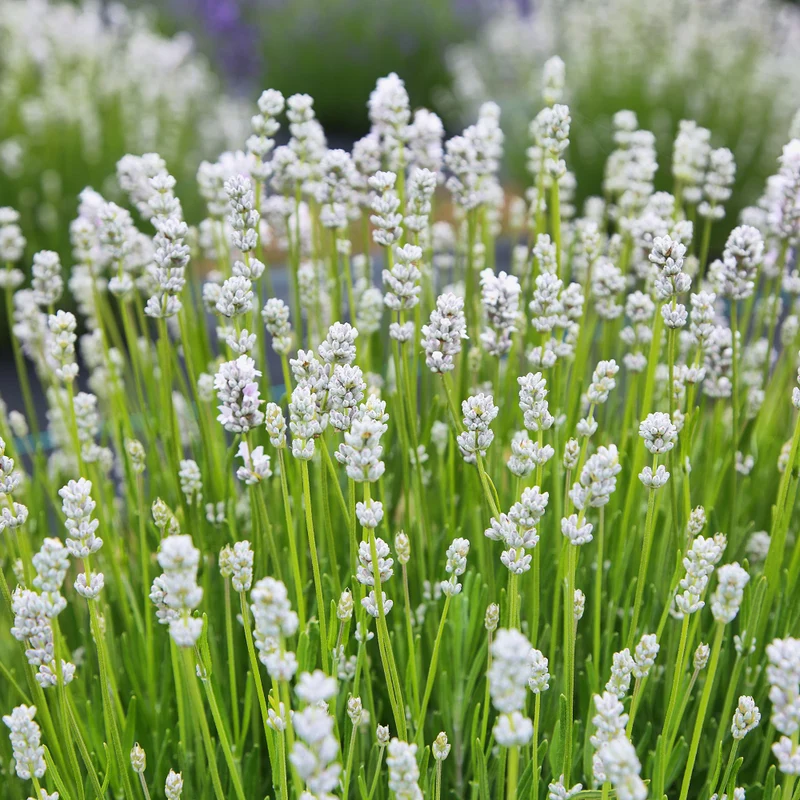 Lavendel 'White Scent'