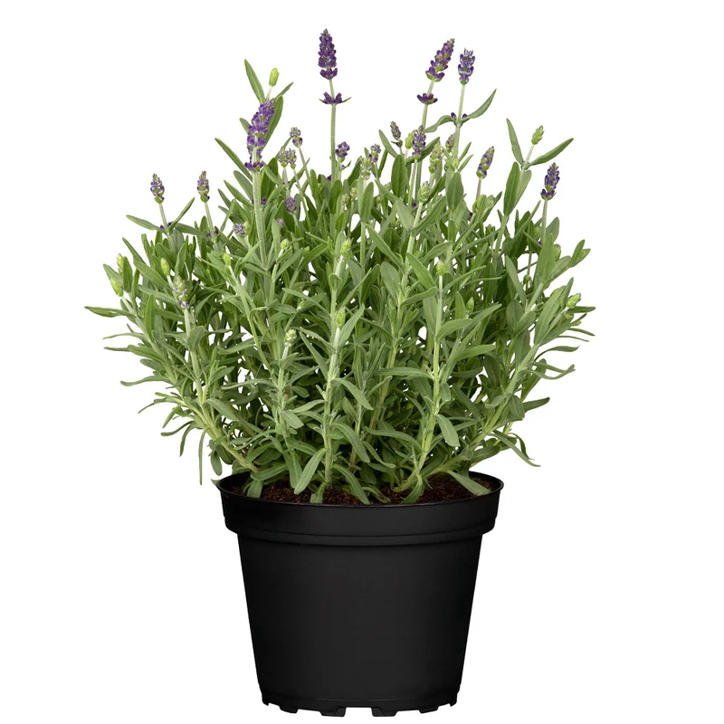 Lavendel 'Spear Blue'
