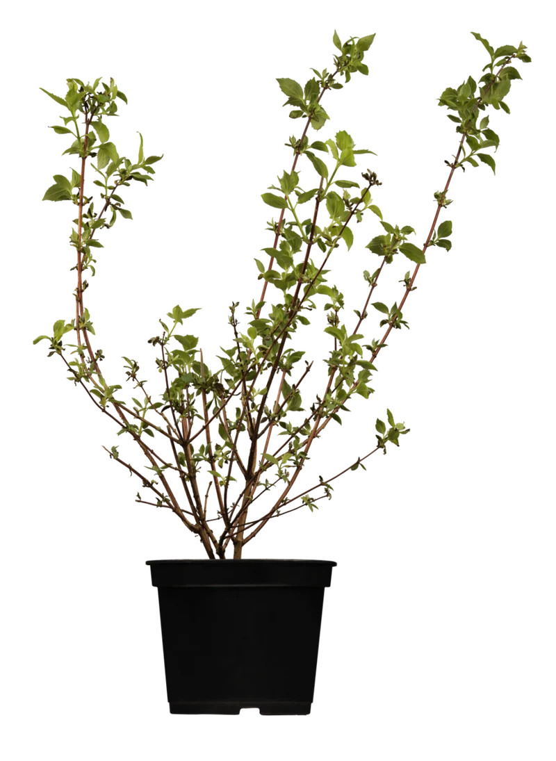 Gartenjasmin 'Schneesturm'