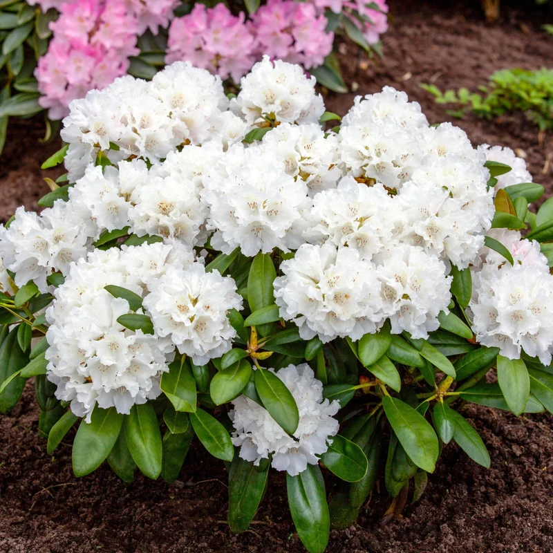Rhododendron 'Schneekrone'