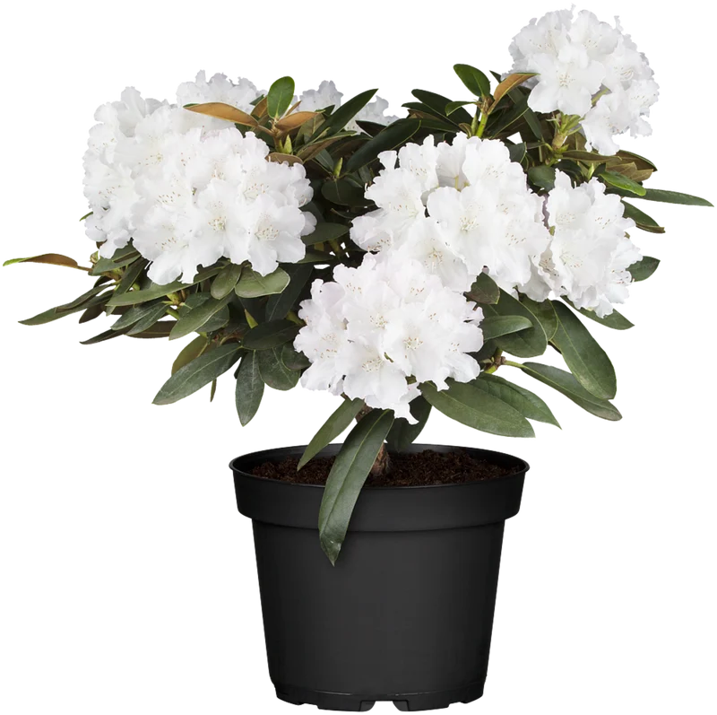 Rhododendron 'Schneekrone'