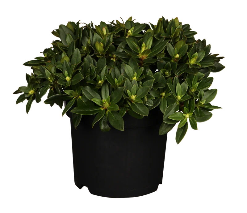 Rhododendron 'Patty Bee'