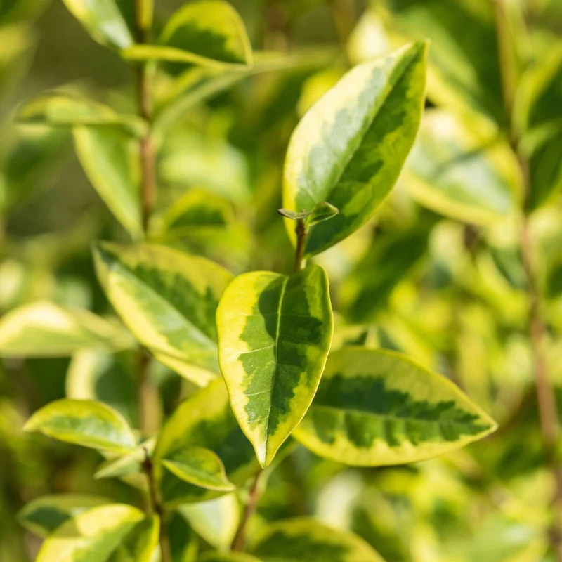 Goldligusterhecke 'Aureum', 8 Pflanzen