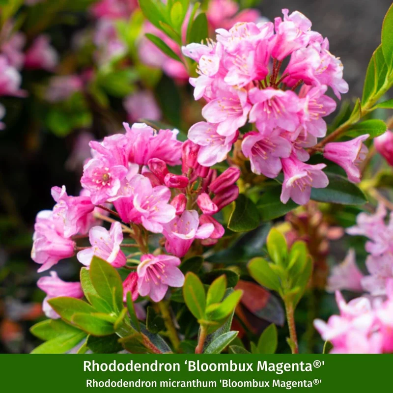 Rhododendron-Set "Dufttrio", 5 Pflanzen
