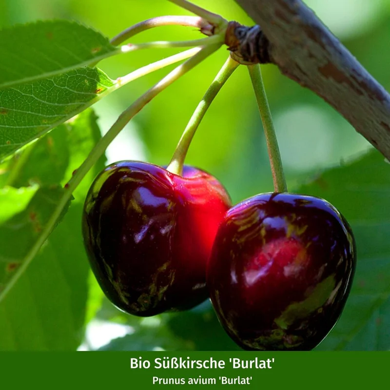 Bio Apfel & Kirsche, 2 Pflanzen