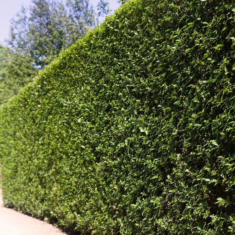 Ovalblättriger Liguster, 18 Pflanzen