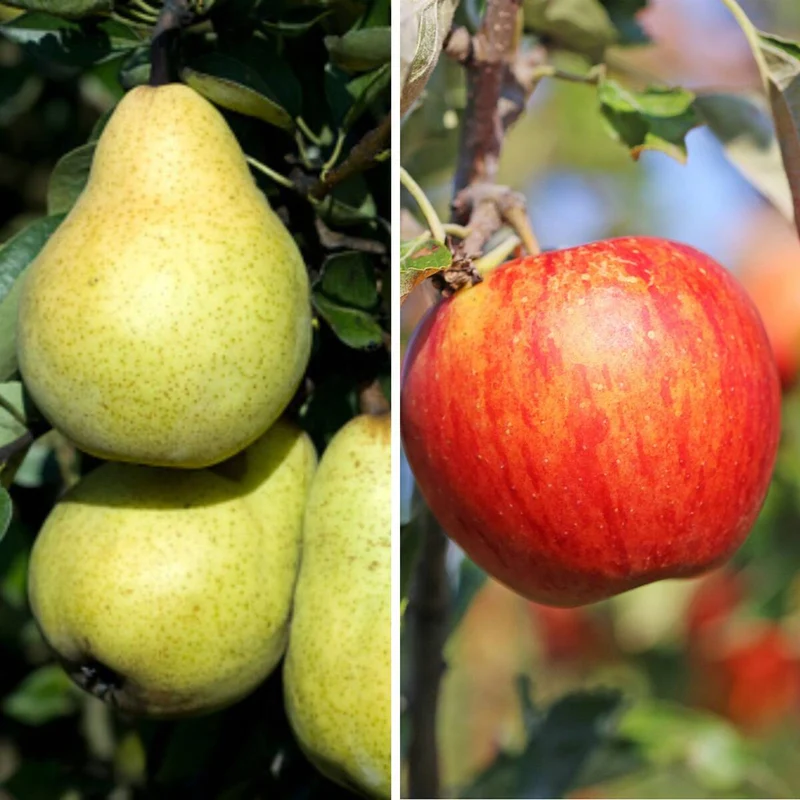 Bio Apfel & Birne, 2 Pflanzen