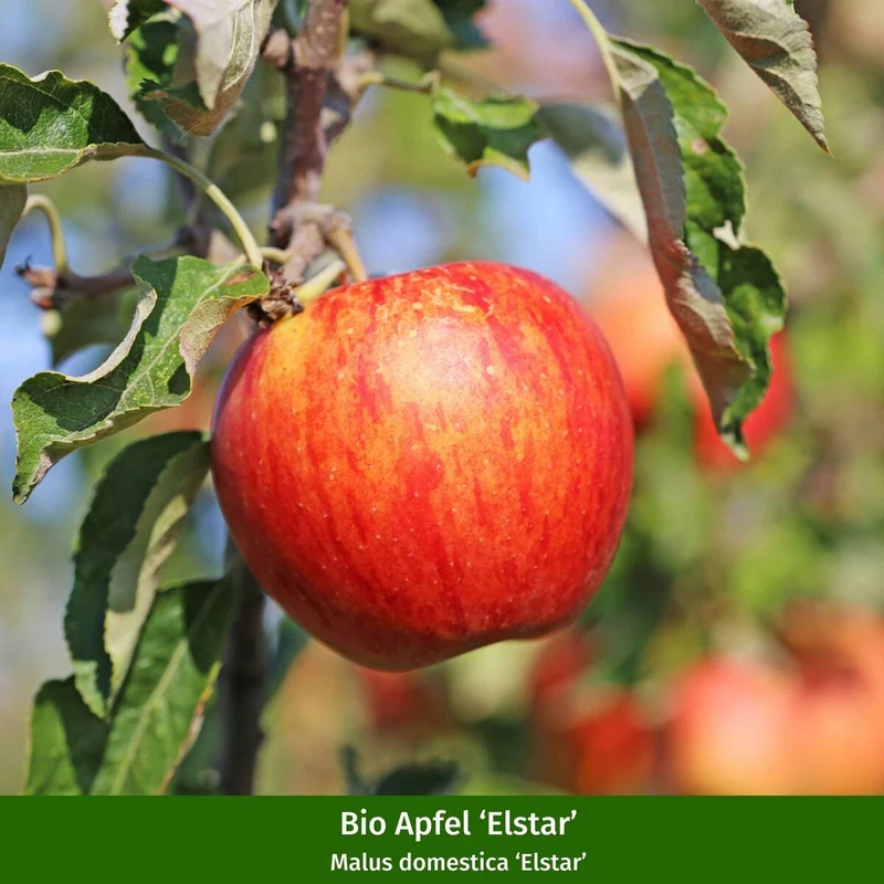 Bio Apfel & Birne, 2 Pflanzen