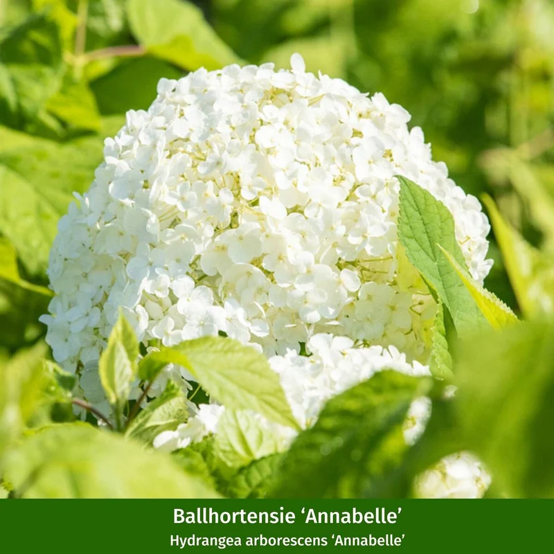 Hortensienbeet “Weißgrüner Schattengarten“, 6 Pflanzen
