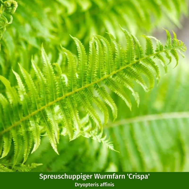 Hortensienbeet “Weißgrüner Schattengarten“, 6 Pflanzen