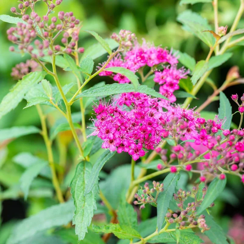 Sommerspiere 'Neon Flash', 6 Pflanzen