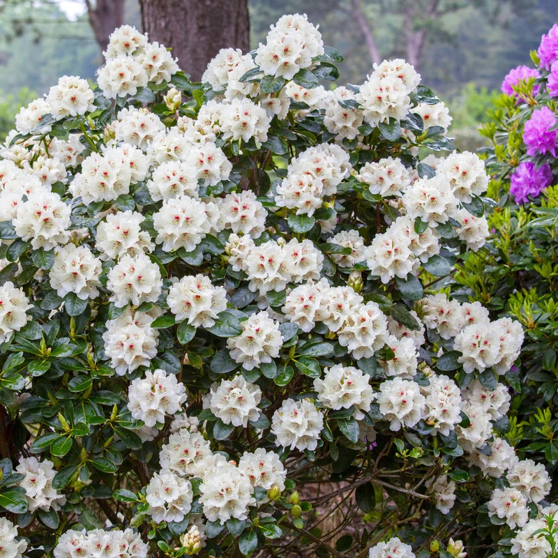 Rhododendron-Hecke, 6 Pflanzen