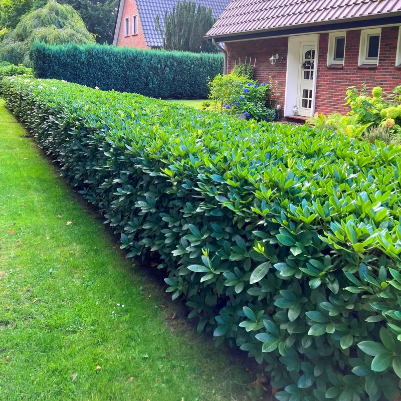 Rhododendron-Hecke, 6 Pflanzen
