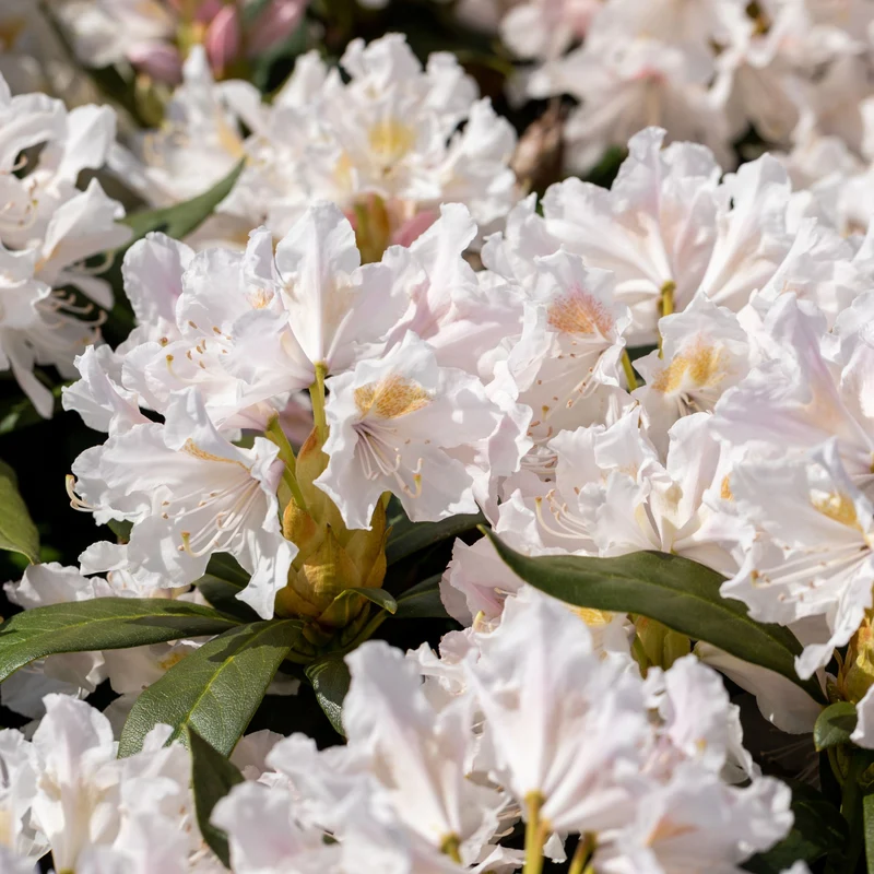 Rhododendron-Hecke, 6 Pflanzen
