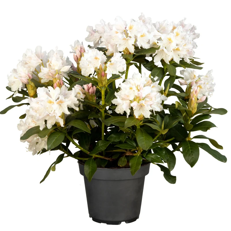 Rhododendron-Hecke, 6 Pflanzen