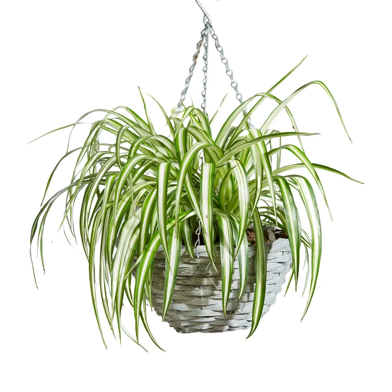 Grünlilie 'Variegatum'
