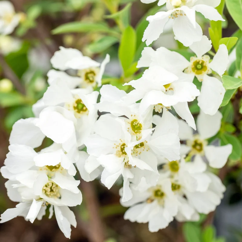 Prunkspiere 'Niagara'