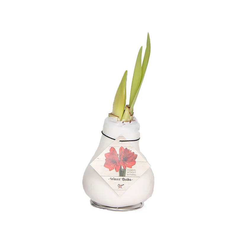 Wachs-Amaryllis