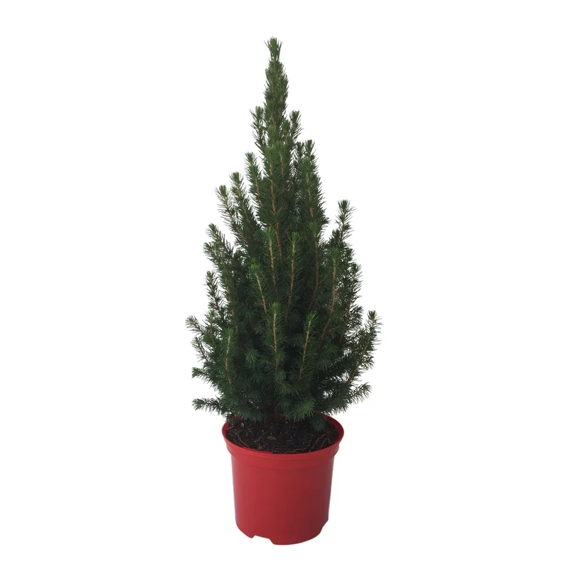 Zuckerhutfichte ‘Conica‘, 40 - 50 cm