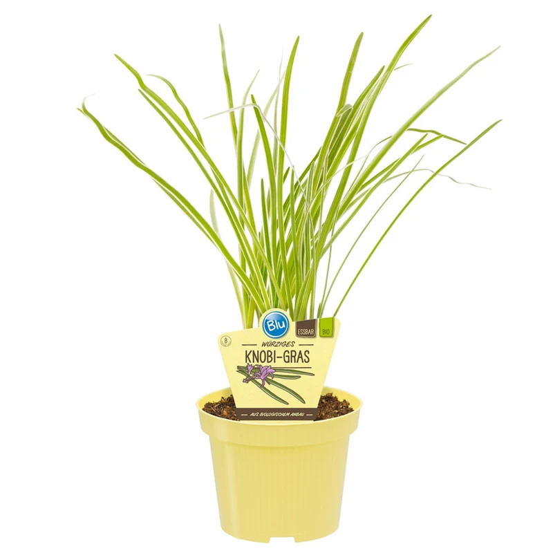 Bio Lauch Knobi-Gras