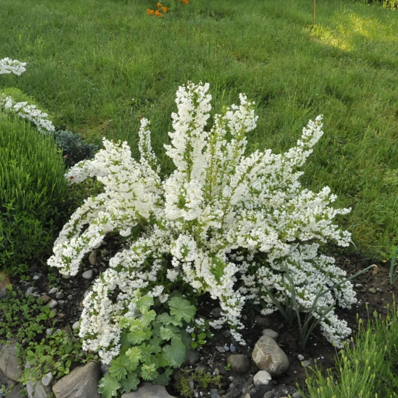 Maiblumenstrauch