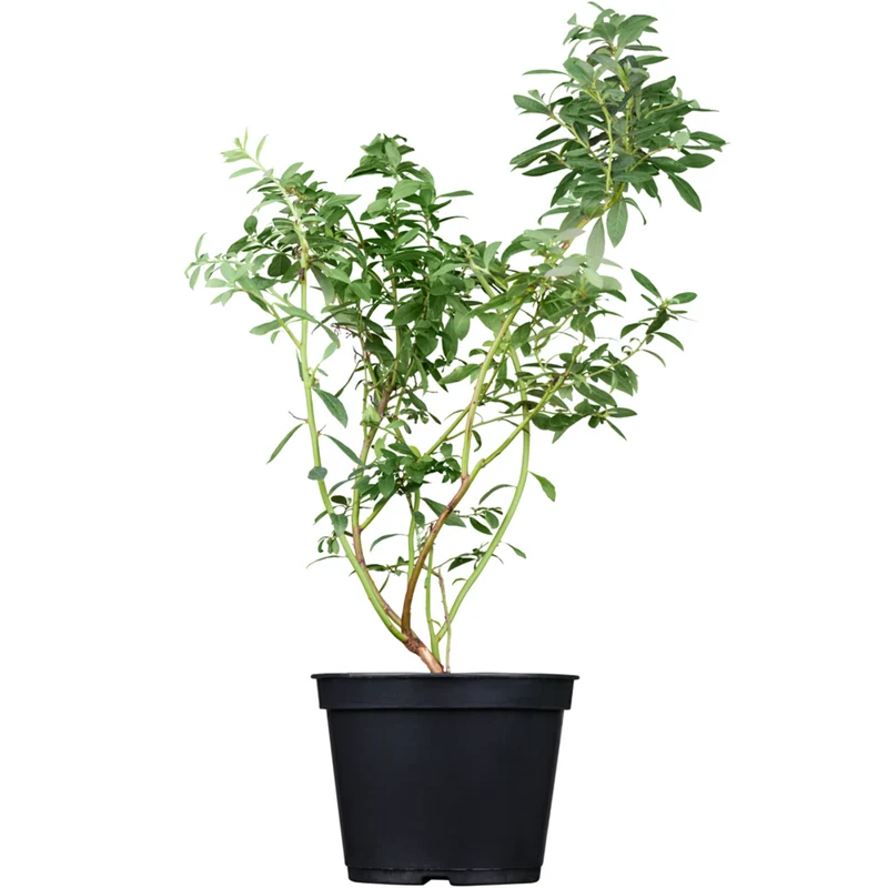 Bio Heidelbeere 'Reka®'