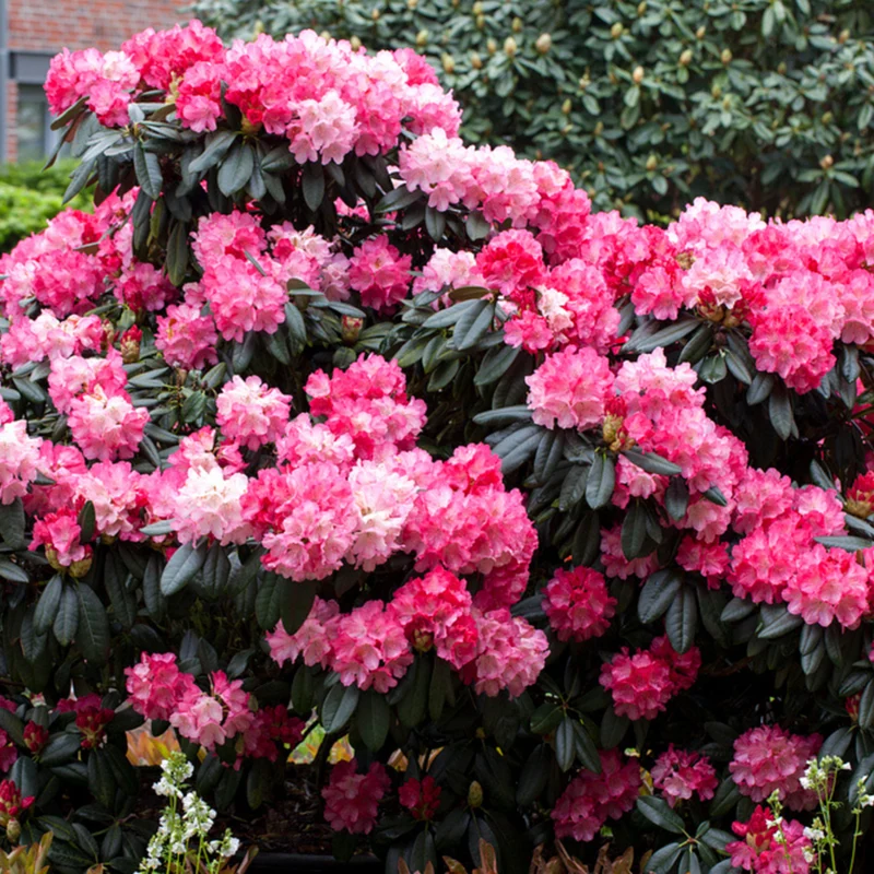 Rhododendron 'Fantastica'