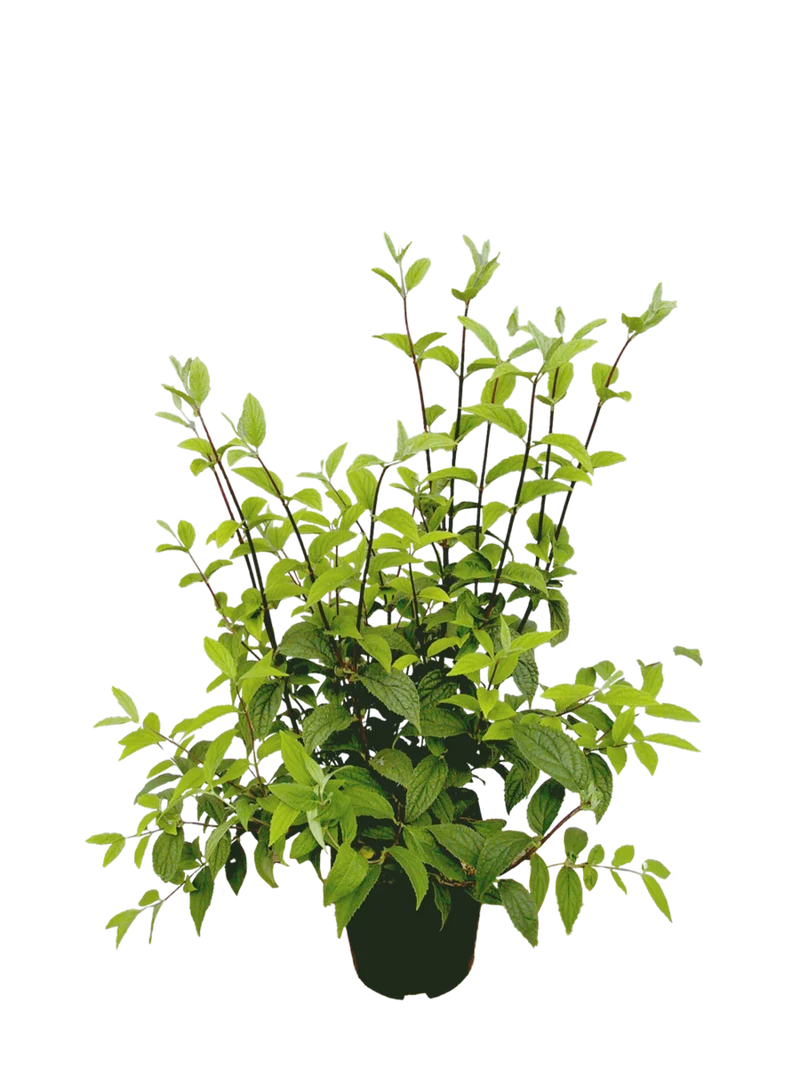 Rosendeutzie 'Mont Rose'