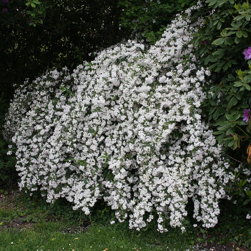 Rosendeutzie 'Mont Rose'