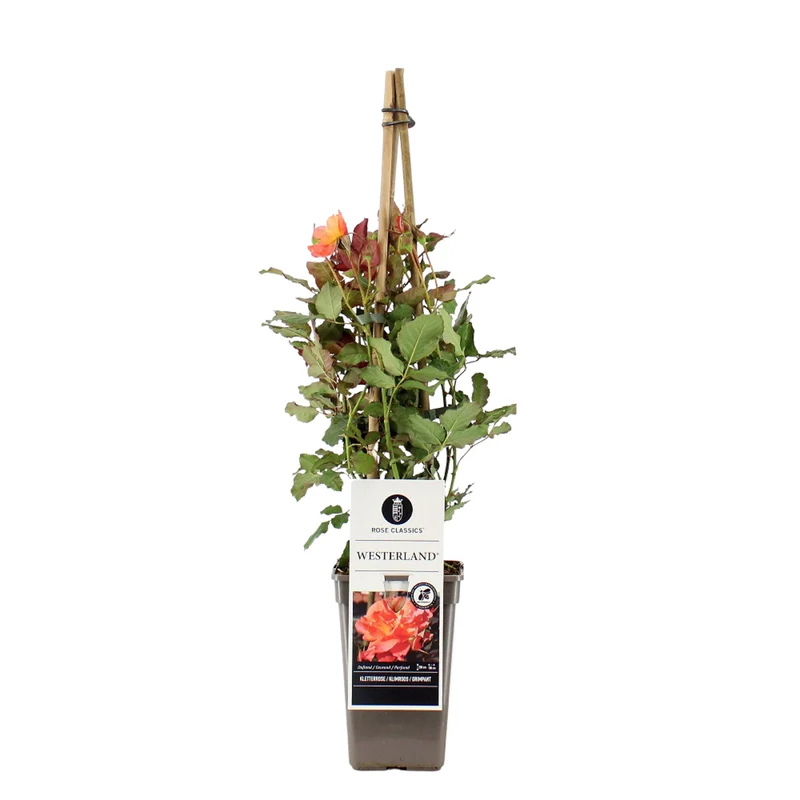 Kletterrose 'Westerland®'