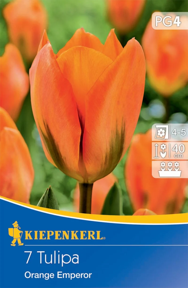 Kiepenkerl Fosteriana-Tulpe 'Orange Emperor'