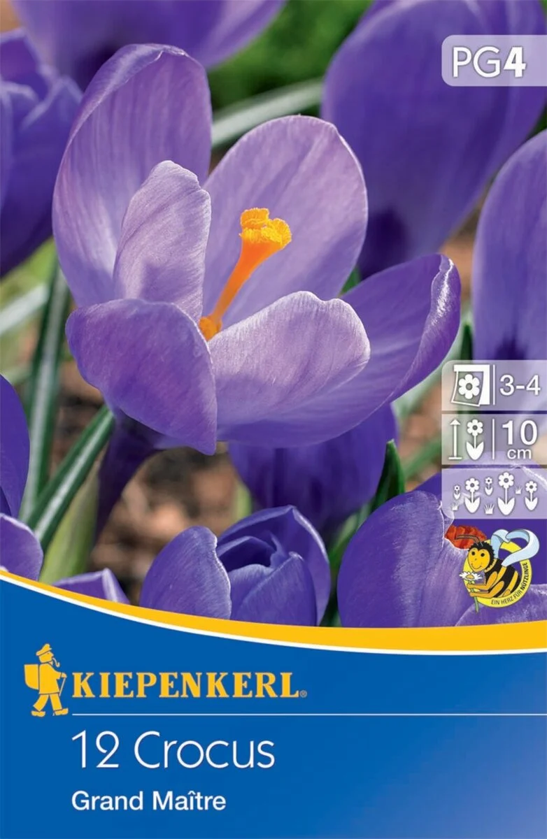 Kiepenkerl Großblumiger Krokus 'Grand Maitre'