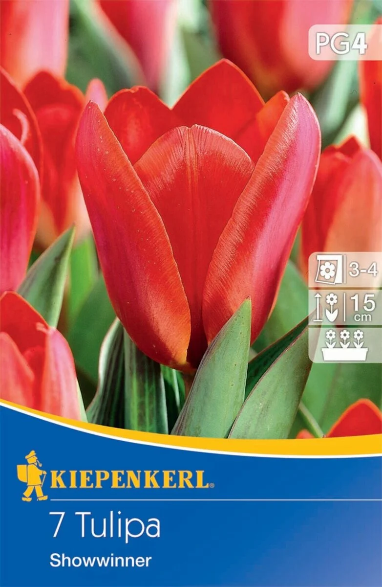 Kiepenkerl Kaufmanniana-Tulpe 'Showwinner'