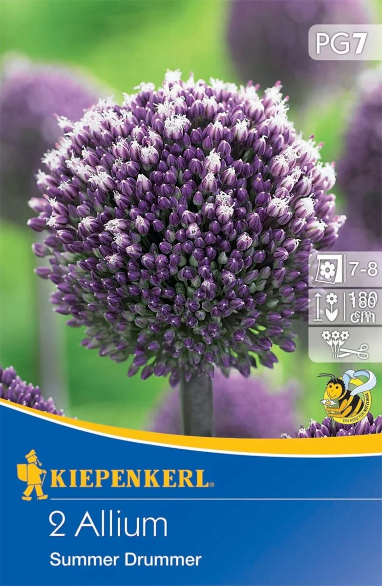 Kiepenkerl Zierlauch 'Summer Drummer'