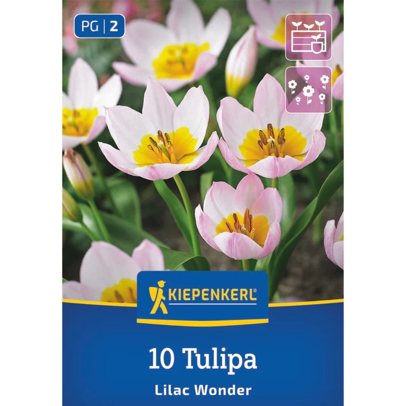 Kiepenkerl Wildtulpe 'Lilac Wonder'