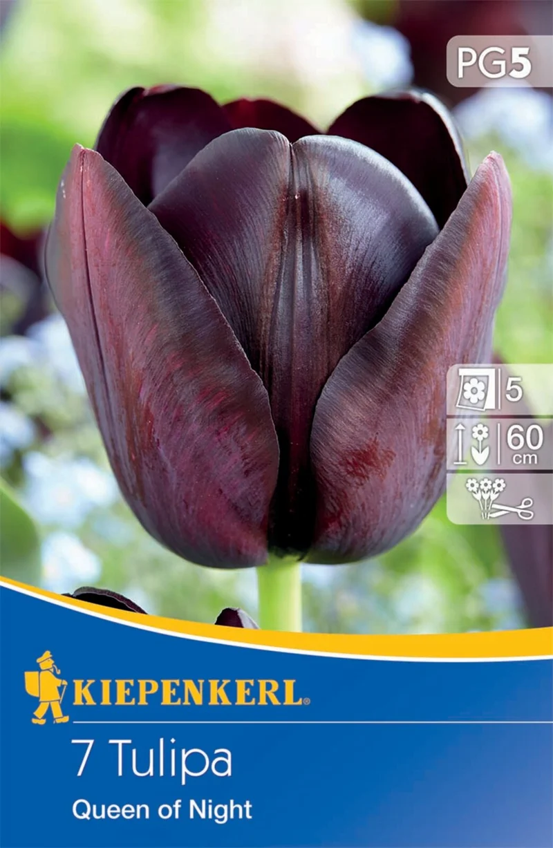 Kiepenkerl Einfache späte Tulpe 'Queen of Night'