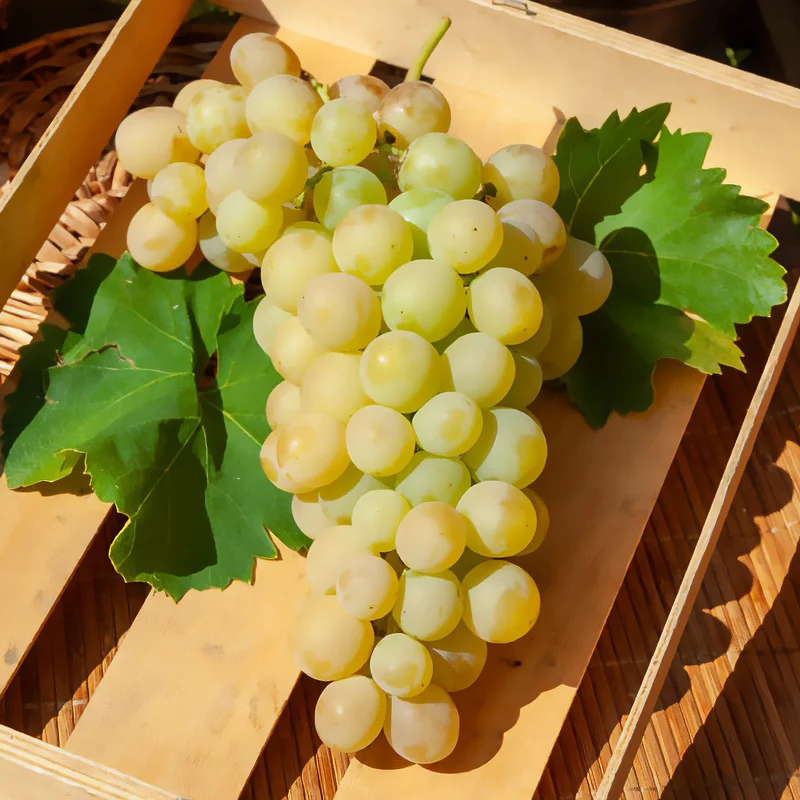 Italienische Weinrebe