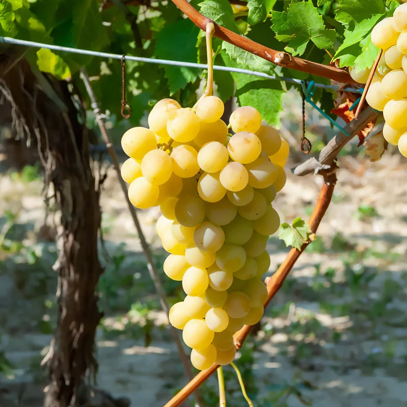 Italienische Weinrebe
