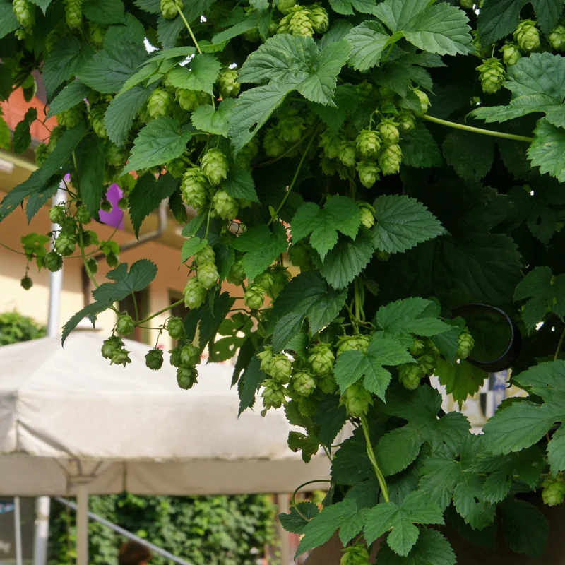 Hopfen 'Magnum'