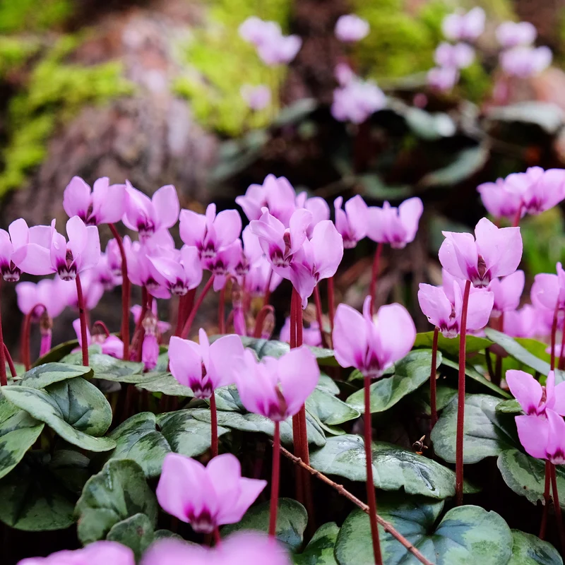 Frühlings-Alpenveilchen ‘Rose’