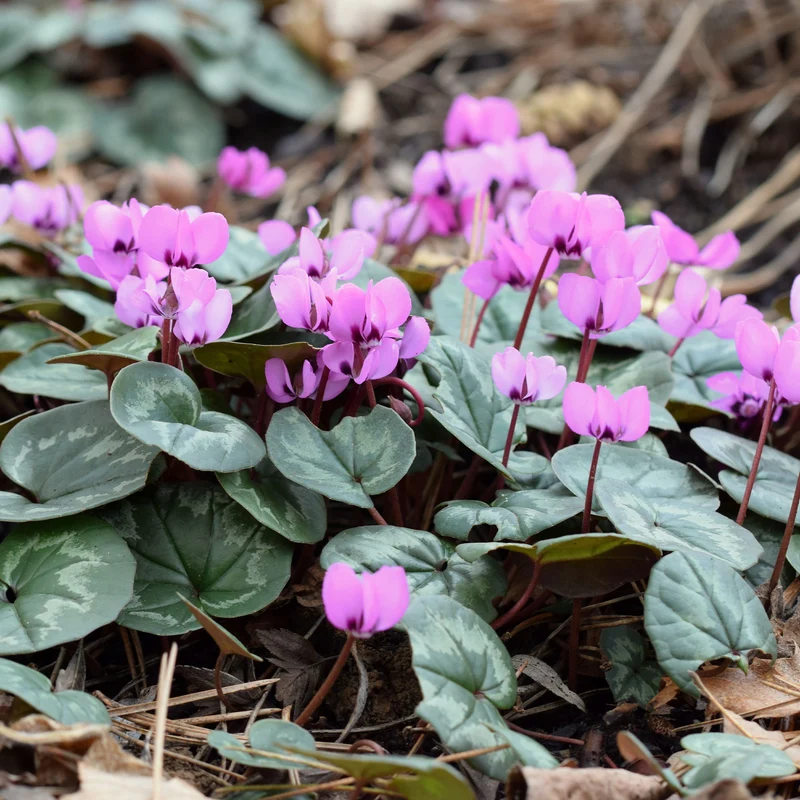 Frühlings-Alpenveilchen ‘Rose’
