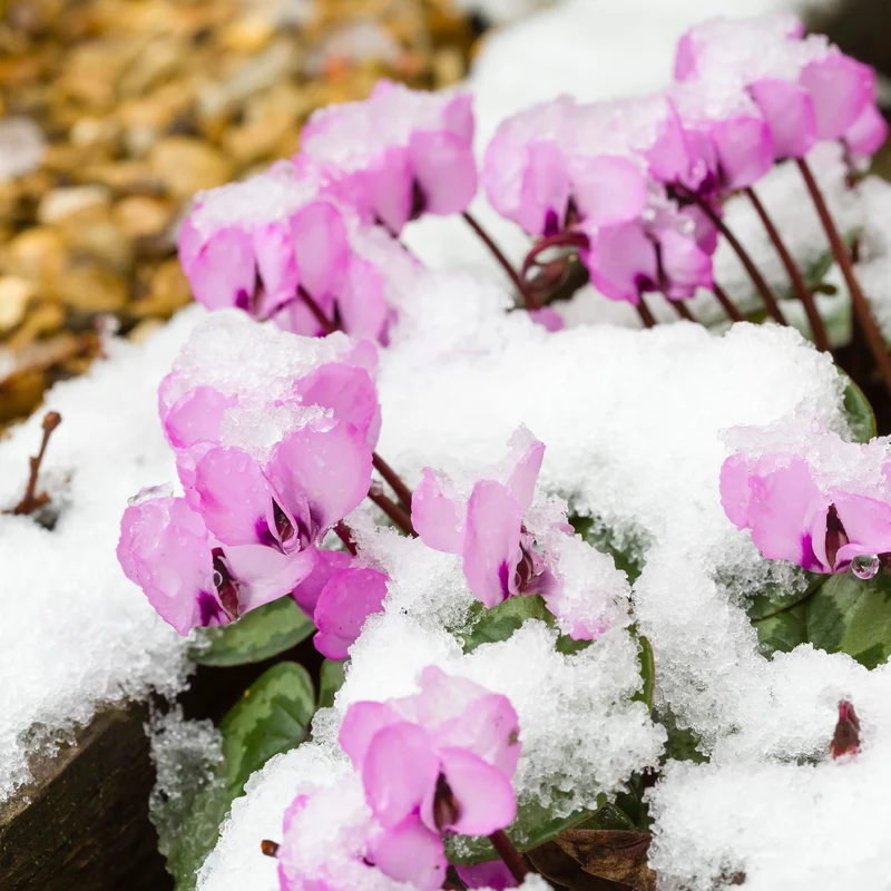 Frühlings-Alpenveilchen ‘Rose’