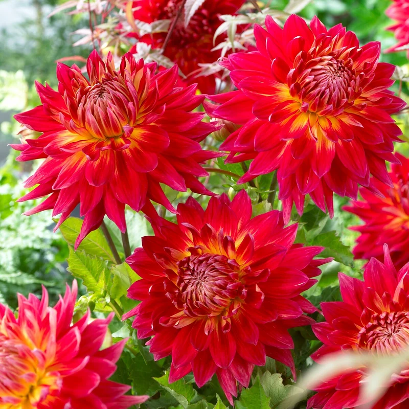 Dahlien Mischung (x5)