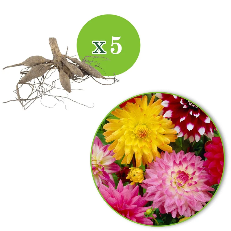 Dahlien Mischung (x5)