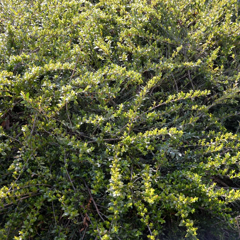 Böschungsmyrte Moss Green