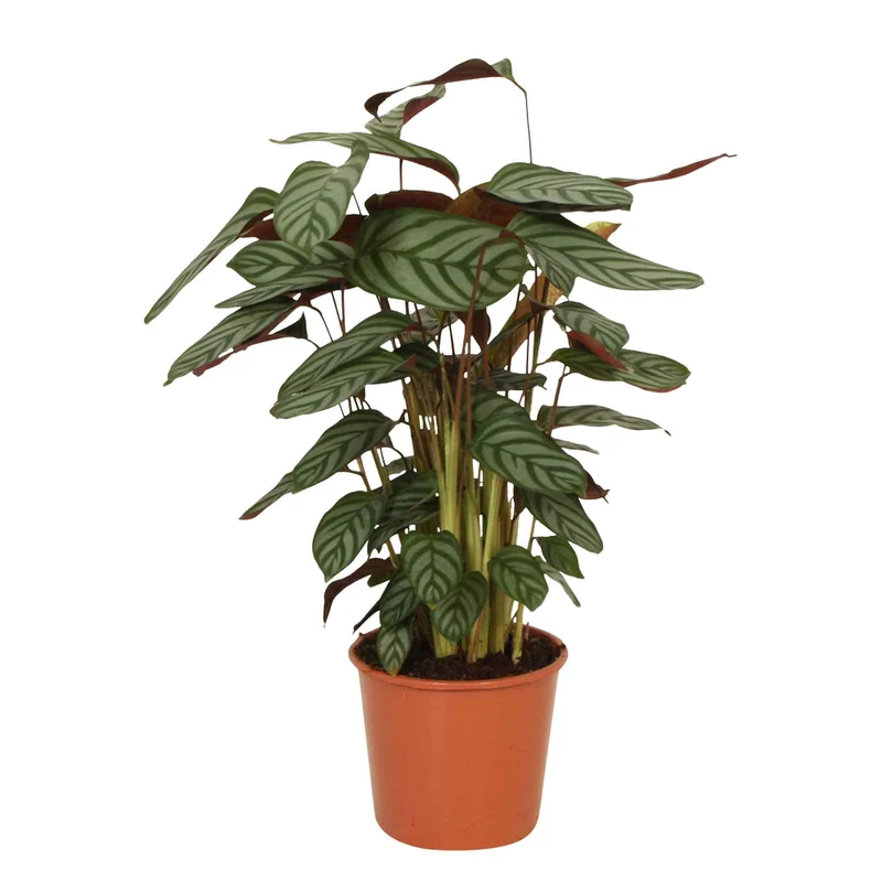 Korbmarante 'Compact Star'
