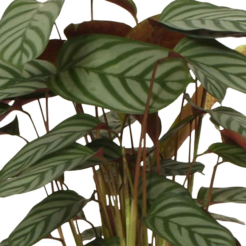 Korbmarante 'Compact Star'