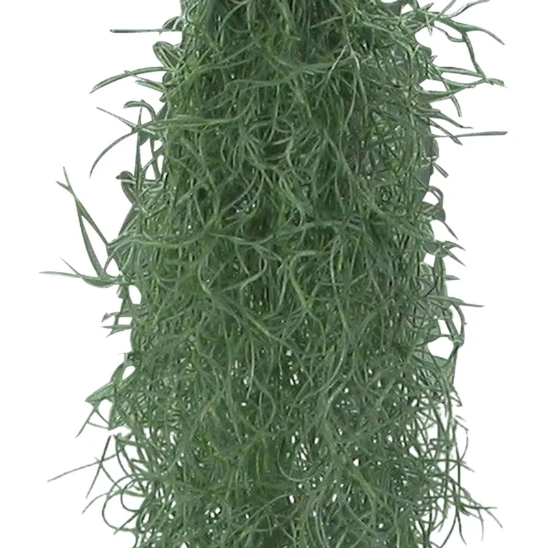 Spanisches Moos