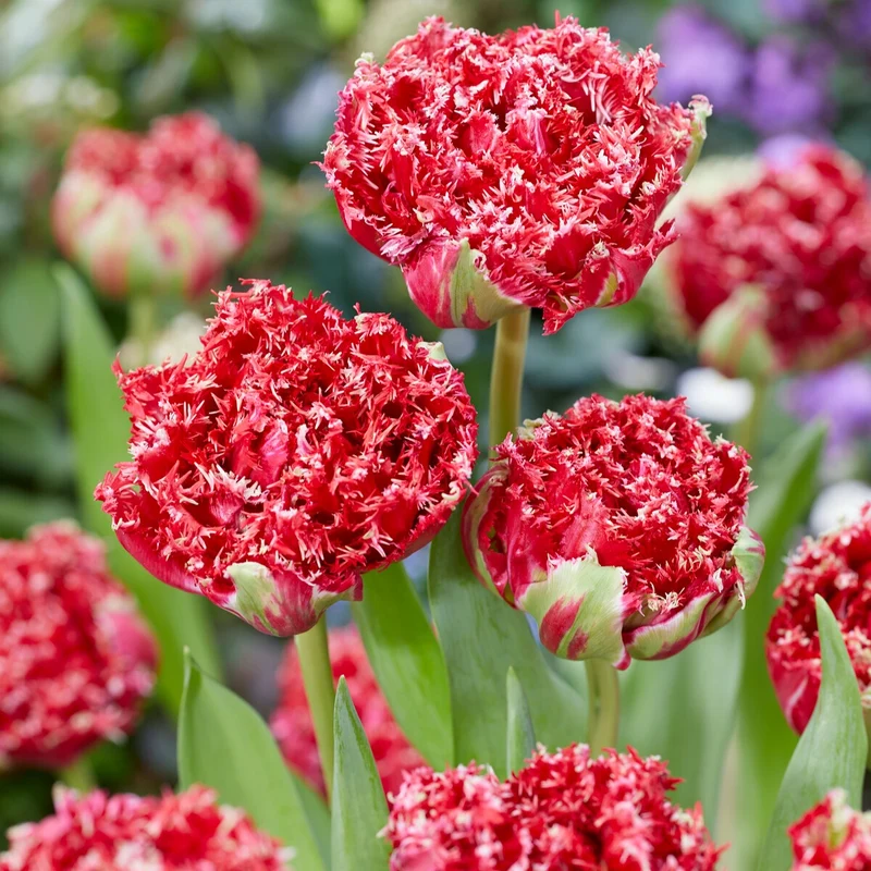 Gefranste, gefüllte Tulpen ‘Qatar’ (x5)