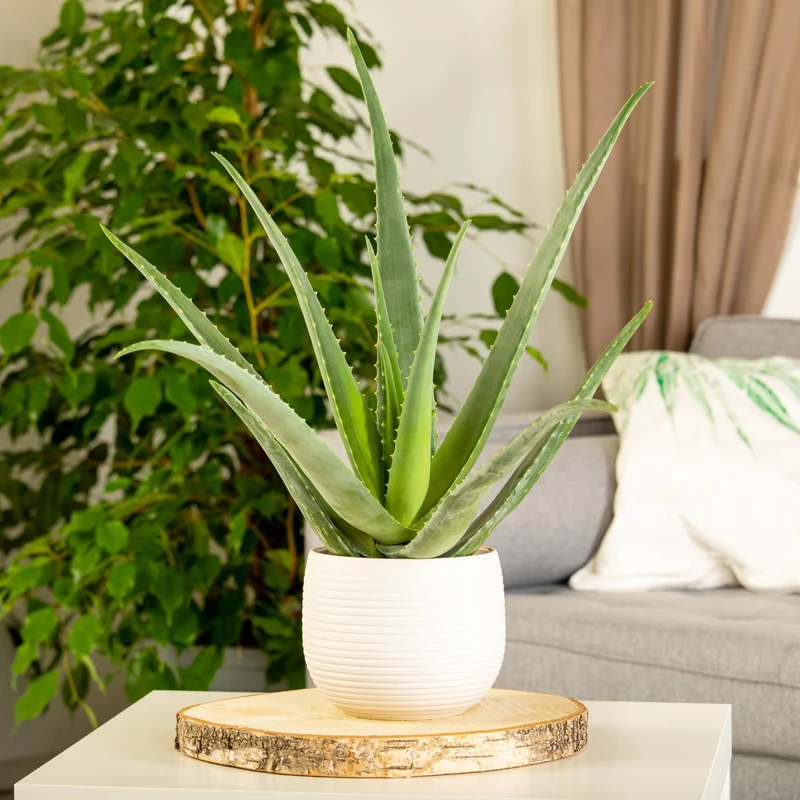 Bio-Aloe Vera 'Sweet'